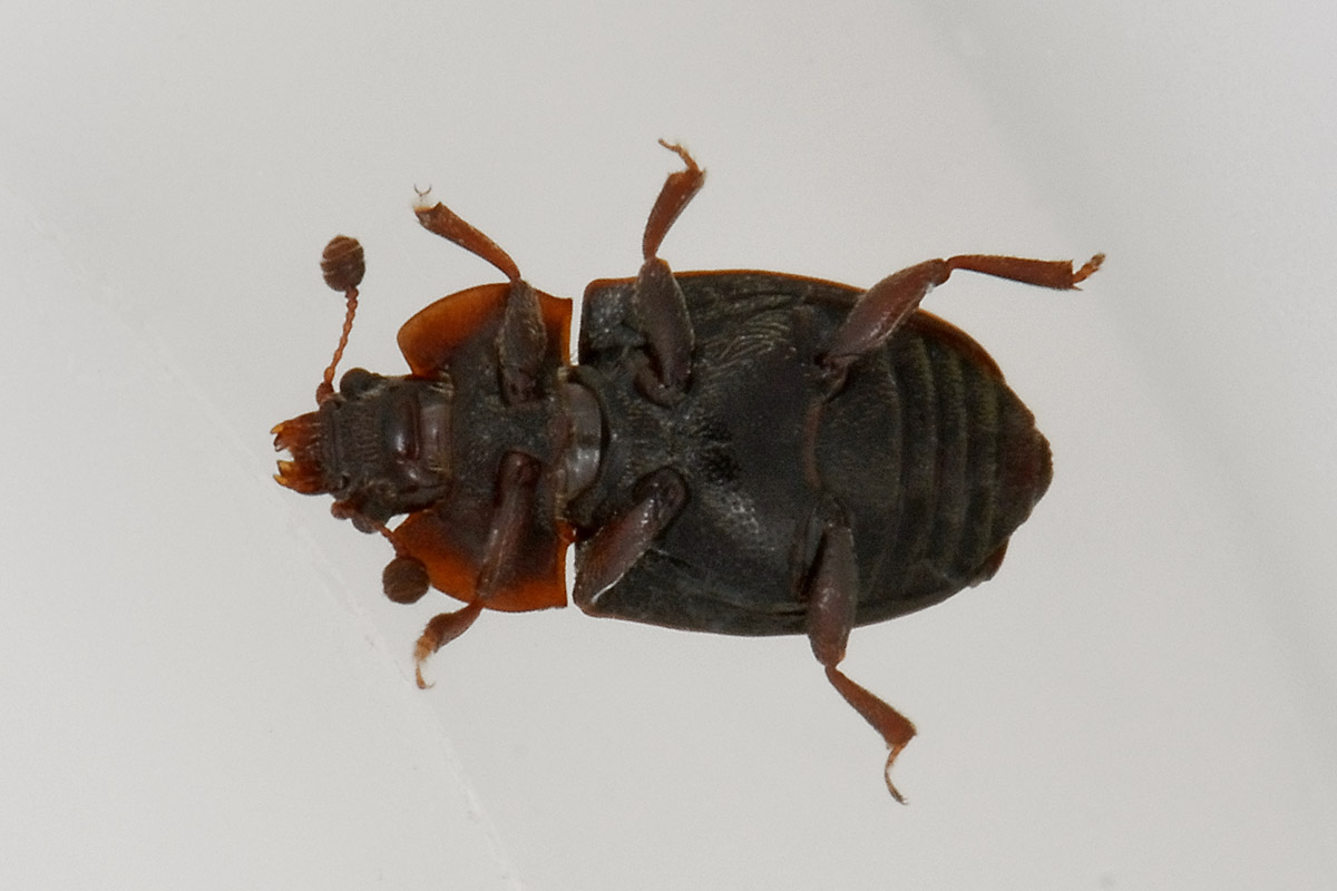 Omosita discoidea - Nitidulidae